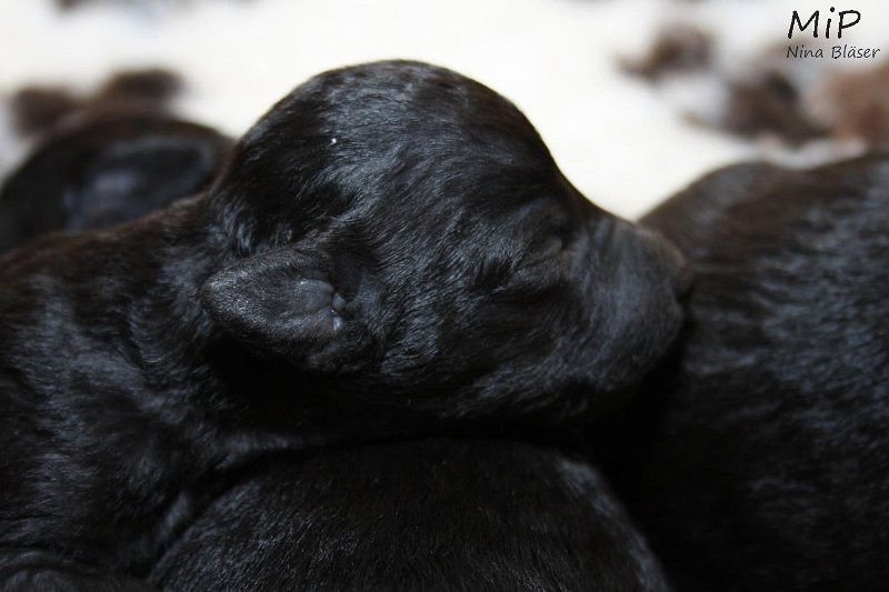 2011-05-07 Puppies Candy & Svet (56).jpg